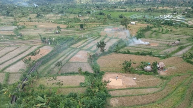 Rice Terraces