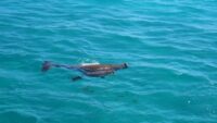 Dugongs Dugongs